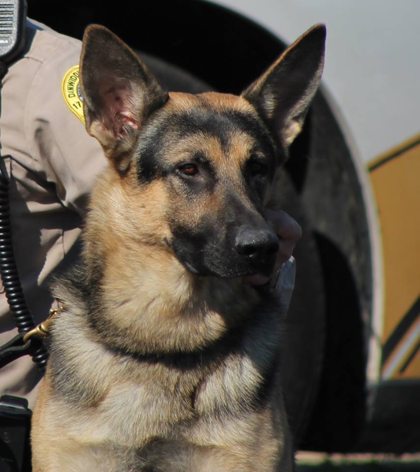 Sheriff's K-9 Maco