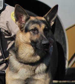 Sheriff's K-9 Maco Sheriff's K-9 Maco