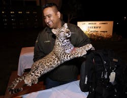 Detective Larry Villareal carries a mounted Snow Leopard, valued by the owner at $250,000, back to the evidence locker after it was put on display for the media along with other stolen items on Dec. 11.
