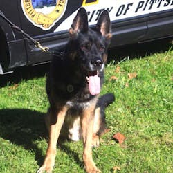 K-9 Rocco K-9 Rocco