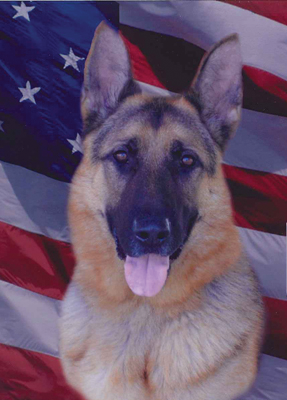 K9 Dante 11308818