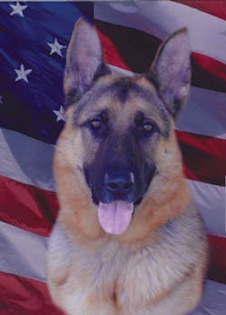 K9 Dante 11308818 K9 Dante 11308818