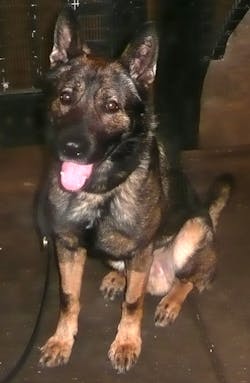K-9 Caeser K-9 Caeser