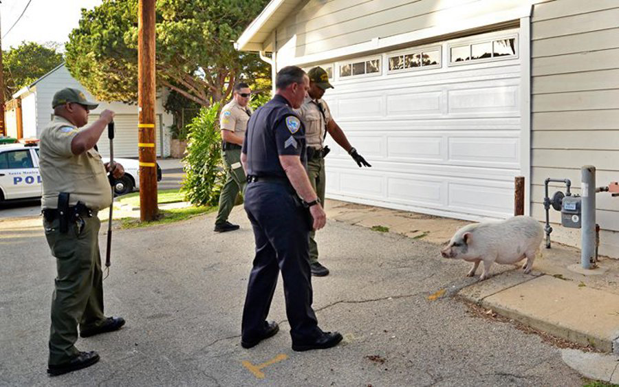 Santa Monica police took Sophie the pig into custody without incident Wednesday afternoon after officers received multiple calls about a hog 'roaming' a neighborhood.