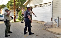 Santa Monica police took Sophie the pig into custody without incident Wednesday afternoon after officers received multiple calls about a hog 'roaming' a neighborhood. Santa Monica police took Sophie the pig into custody without incident Wednesday afternoon after officers received multiple calls about a hog 'roaming' a neighborhood.