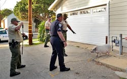 Santa Monica police took Sophie the pig into custody without incident Wednesday afternoon after officers received multiple calls about a hog &apos;roaming&apos; a neighborhood.