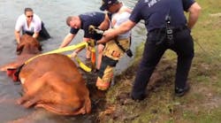 Hillsborough County, Fla. Deputy Christina Ammons jumped into action after she was the first to find a 1,000-pound, 20-year-old bull weak and near drowning in a pond in Tampa on Friday.