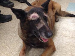 Mesa K-9 Jake is recovering following a weekend standoff that left a burglary suspect dead.