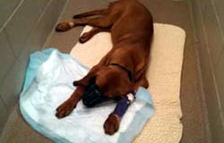 K-9 Corley K-9 Corley