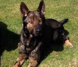 K-9 Mick K-9 Mick