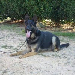 Worcester County Sheriff's Office K-9 Ike was struck and killed by a car after jumping out of a cruiser. Worcester County Sheriff's Office K-9 Ike was struck and killed by a car after jumping out of a cruiser.