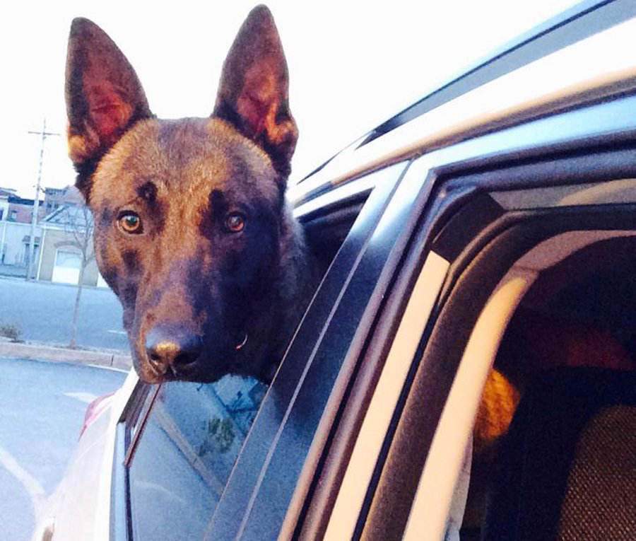 N.Y. Police K-9 Collapses, Dies During Training | Officer