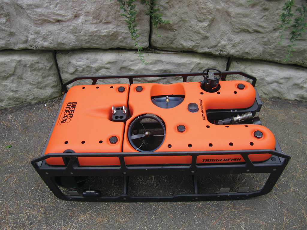 Triggerfish T4h 11498639