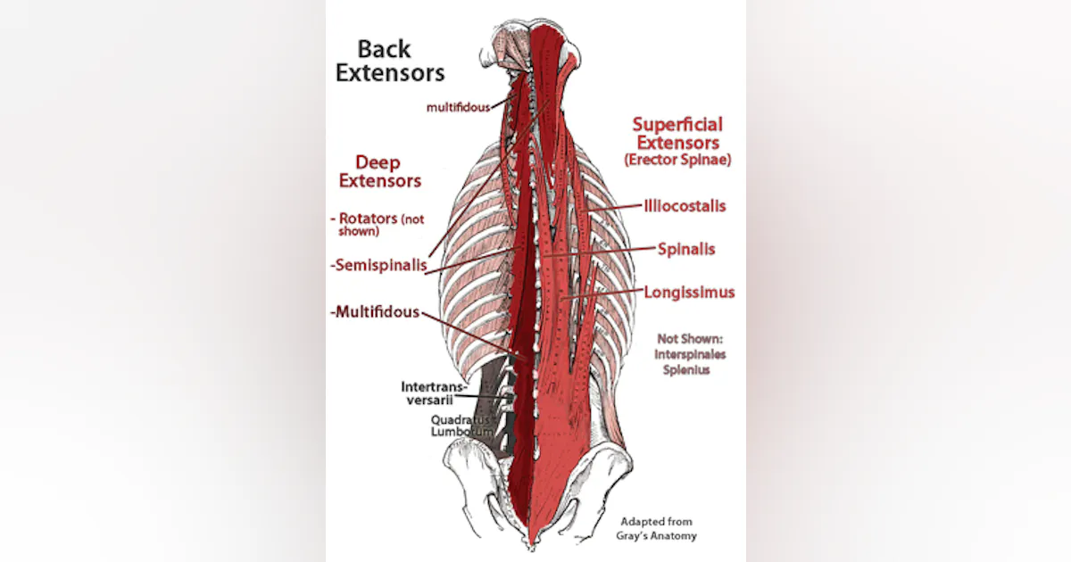 Back Extensor Index What Do You Know About Back Pain? | Officer