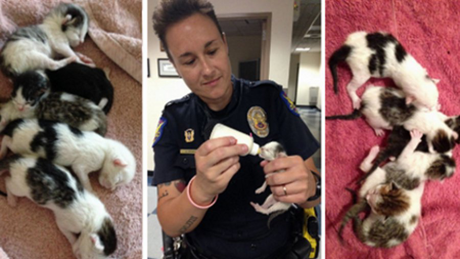 Phoenix Police Officer Heather Krimm is caring for five newborn kittens found abandoned in a dumpster late last month.