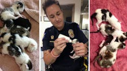 Phoenix Police Officer Heather Krimm is caring for five newborn kittens found abandoned in a dumpster late last month. Phoenix Police Officer Heather Krimm is caring for five newborn kittens found abandoned in a dumpster late last month.