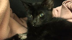A kitten allegedly given heroin is shown after a veterinarian used the overdose reversal drug Narcan to save it.