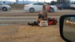 A California Highway Patrol officer punches Marlene Pinnock, 51, on the shoulder of a Los Angeles freeway.