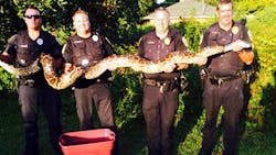 Port St. Lucie police responded to reports that an extremely large snake had been feasting on cats. Port St. Lucie police responded to reports that an extremely large snake had been feasting on cats.
