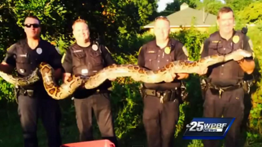 Florida Police Capture Massive Python | Officer