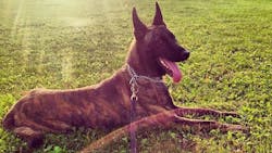 K-9 Pepper K-9 Pepper