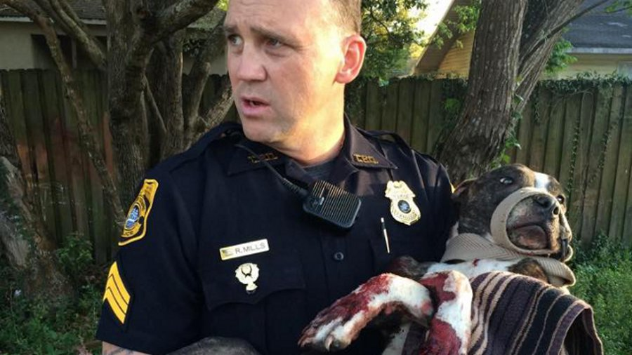 Sgt. R. Mills is seen holding a dog officers named Cabela who was found bloodied and tied to railroad tracks.