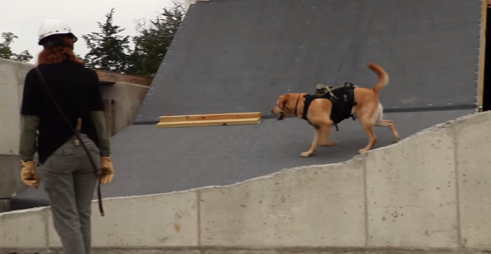 A trained canine searches a collapsed building during a practice drill.