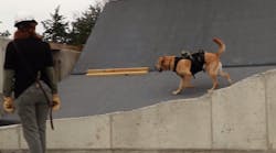 A trained canine searches a collapsed building during a practice drill.