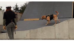 A trained canine searches a collapsed building during a practice drill.