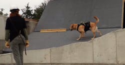 A trained canine searches a collapsed building during a practice drill. A trained canine searches a collapsed building during a practice drill.