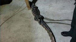 A Hillsborough County Sheriff's deputy is being lauded after he wrestled with an alligator Thursday. A Hillsborough County Sheriff's deputy is being lauded after he wrestled with an alligator Thursday.