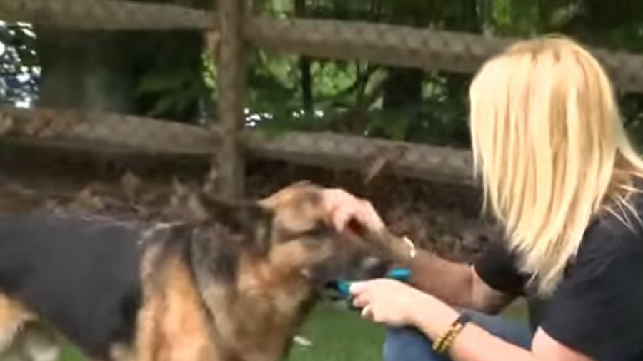 K-9 Blek is seen with Mary Beth Eslary as he continues his recovery following a crash that killed his handler last month.