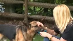 K-9 Blek is seen with Mary Beth Eslary as he continues his recovery following a crash that killed his handler last month. K-9 Blek is seen with Mary Beth Eslary as he continues his recovery following a crash that killed his handler last month.