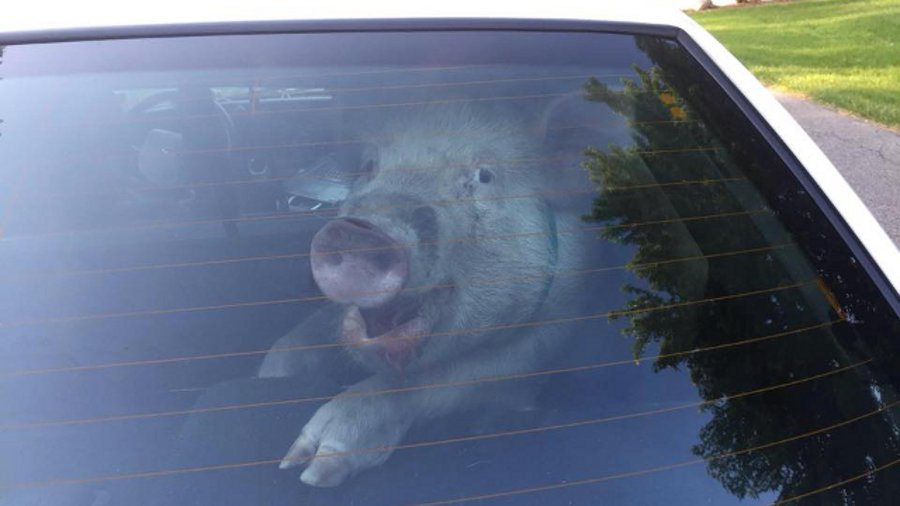 Things got messy when Shelby Township Officer Kevin Treworgy decided to place the pig in his backseat.