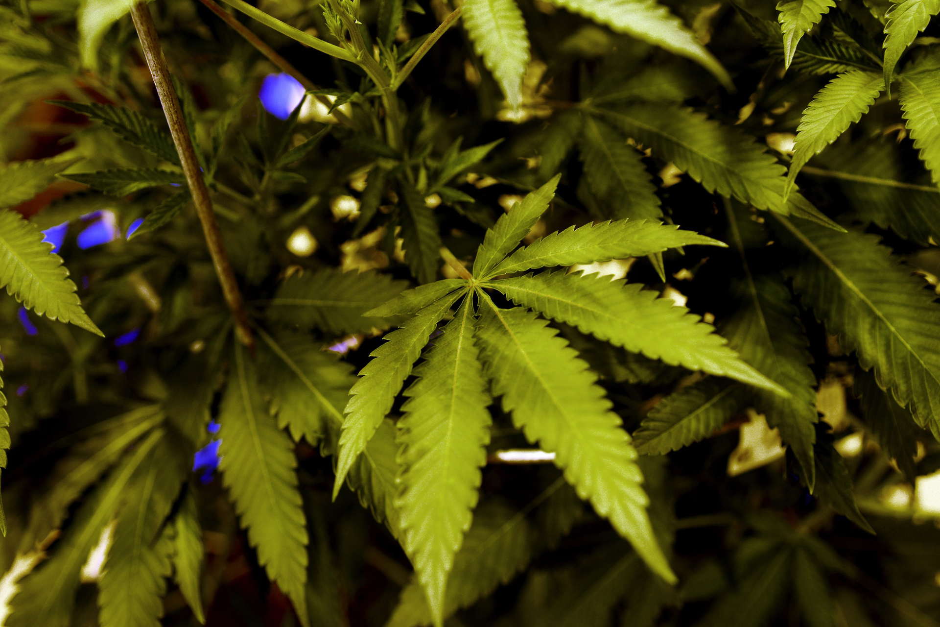 The Massachusetts Supreme Judicial Court ruled that police can't stop motorists solely because they suspect they are in possession of marijuana.