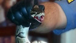 Mount Vernon Police Cpl. Shaun Cobb removed a 5-foot-long python from a woman's arm after it bit down and began to squeeze. Mount Vernon Police Cpl. Shaun Cobb removed a 5-foot-long python from a woman's arm after it bit down and began to squeeze.