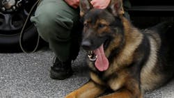 K-9 Hyco K-9 Hyco