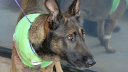 St. Tammany Parish Sheriff's K-9 Thor was recovering Wednesday following surgery a day after he was stabbed by a suspect. St. Tammany Parish Sheriff's K-9 Thor was recovering Wednesday following surgery a day after he was stabbed by a suspect.