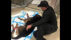 Canton Police K-9 Jethro was shot several times by a suspect after responding to a burglar alarm at a grocery store Saturday morning. Canton Police K-9 Jethro was shot several times by a suspect after responding to a burglar alarm at a grocery store Saturday morning.