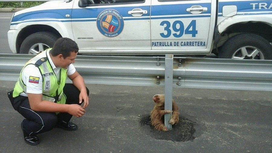 Transit officers in Ecuador recently came to the rescue of a sloth attempting to cross a road in the province of Los Rios.