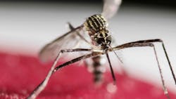 A mosquito from the genus Aedes, which can carry Zika virus.