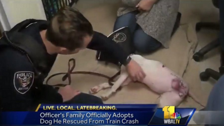Officer Adopts Dog He Saved After It was Hit by Train | Officer
