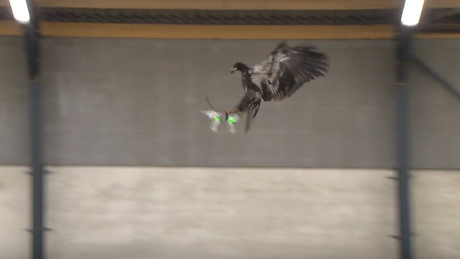 As law enforcement officials from around the world grapple with how to disable illegally operating unmanned aerial vehicles, Dutch police are employing birds of prey.