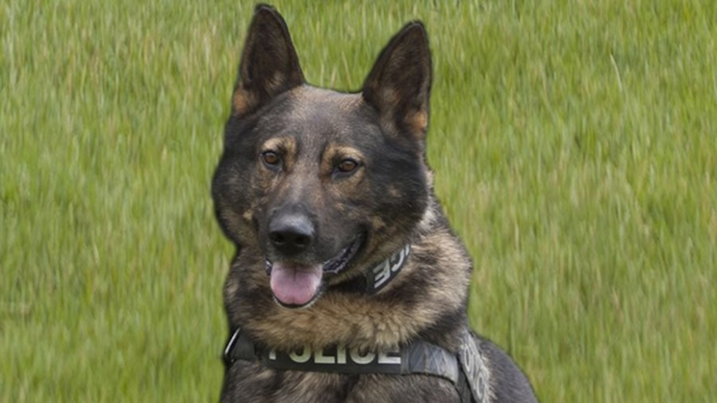 Pennsylvania Police K-9 Fatally Stabbed 