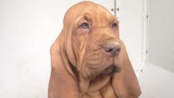 K-9 Dailey K-9 Dailey