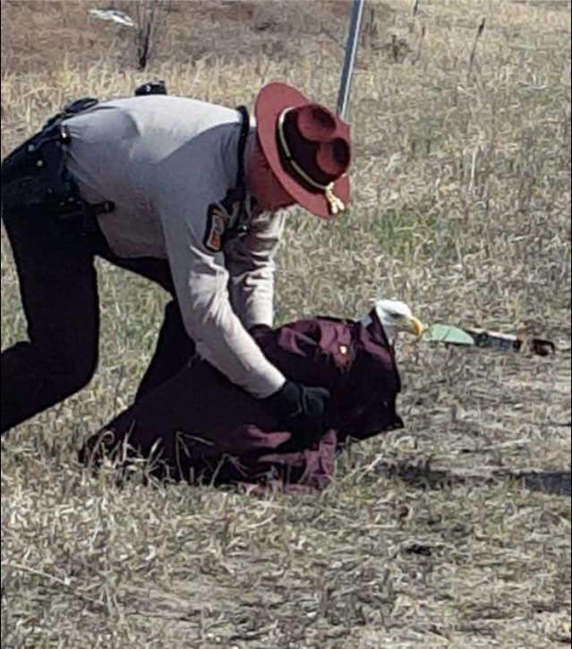 A trooper who came across an injured eagle Sunday at I-494 and Pilot Knob Road in Eagan jumped into action to get a wounded eagle the help it needed
