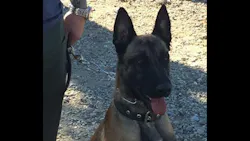 K-9 Lars K-9 Lars