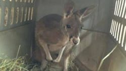 Officers in Norwalk apprehended a wayward kangaroo Tuesday night. Officers in Norwalk apprehended a wayward kangaroo Tuesday night.