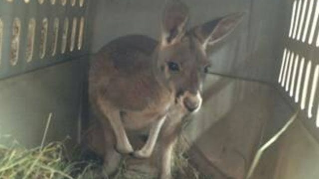 Officers in Norwalk apprehended a wayward kangaroo Tuesday night.