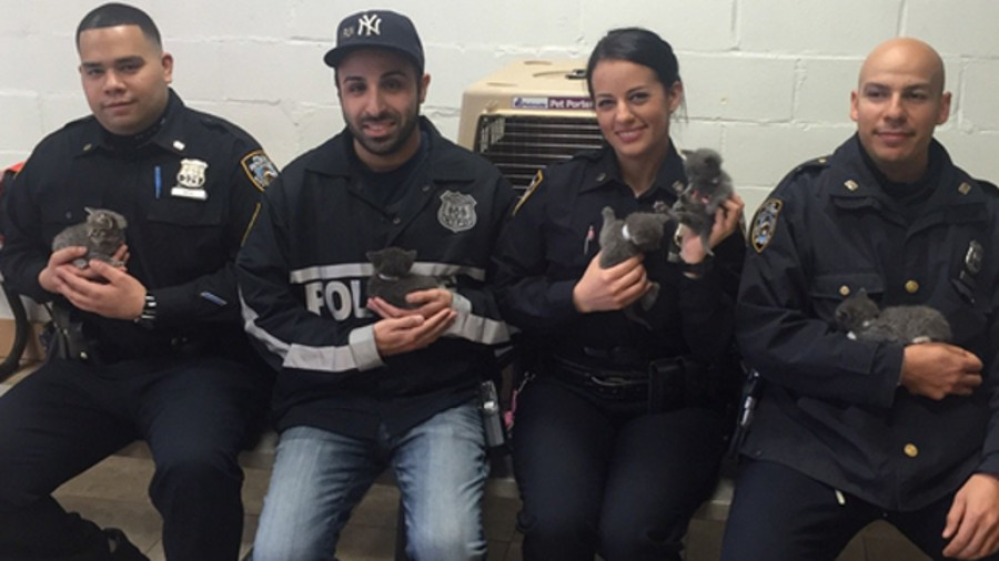 A group of NYPD officers in Brooklyn saved a half-dozen kittens found trapped in a suitcase last week.